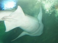 Sea World Ancol