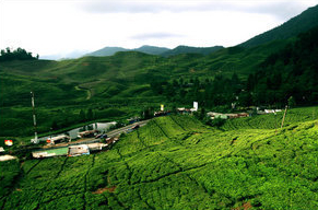Puncak Indonesia