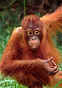 Indonesia Travel - The BORNEO Orangutan Tour Package
