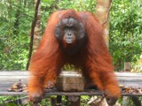 Indonesia Travel - Borneo Tour Package - OrangUtan