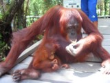 Indonesia Travel - Orangutan Tour Package