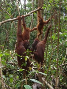 Indonesia Travel - Orangutan Tour Package