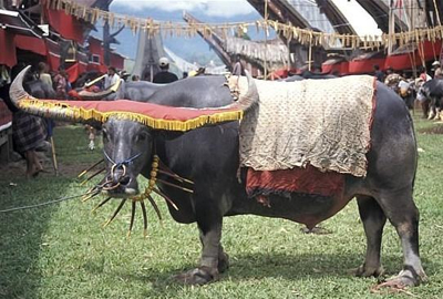 Toraja tour package