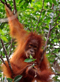 Indonesia Travel - The BORNEO Orangutan Tour Package